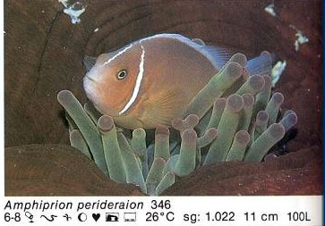 Amphiprion perideraion